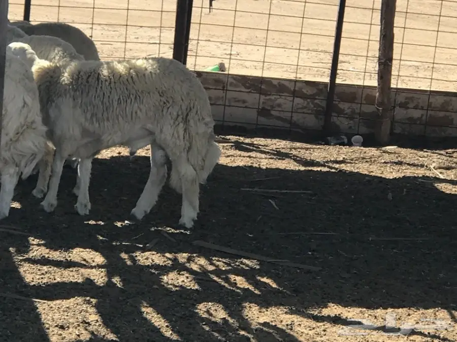 طليان جذعان كبار مفاطيح (image 2)