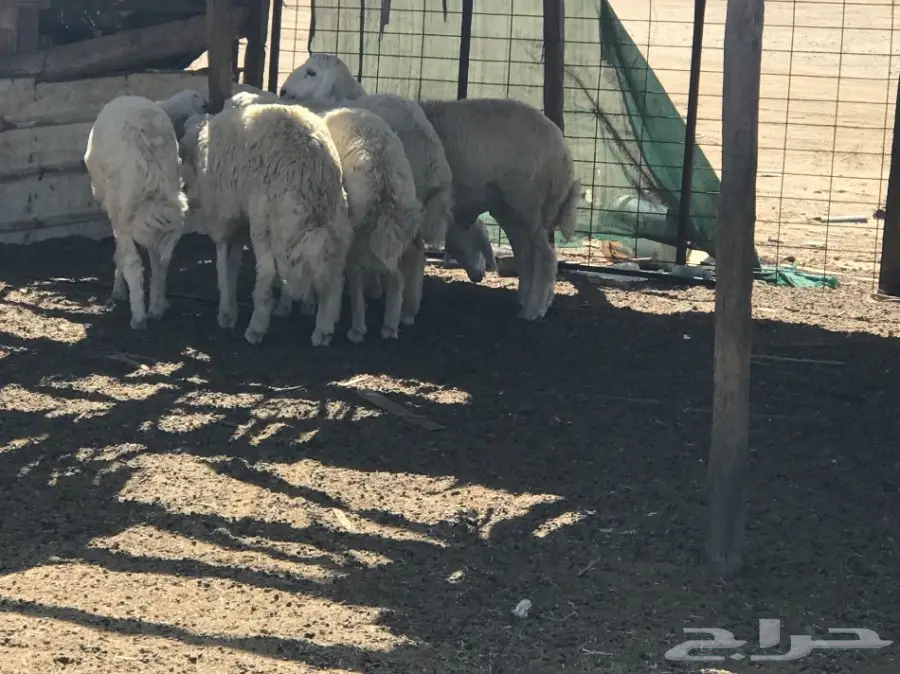 طليان جذعان كبار مفاطيح (image 3)