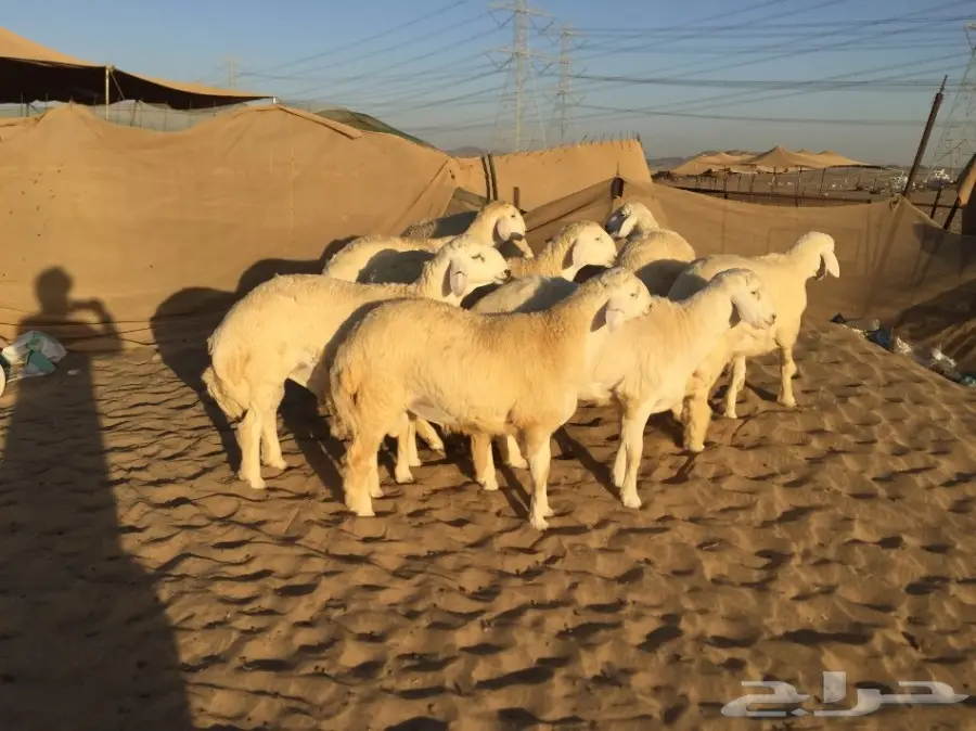 طليان طيبه ونظيفه 