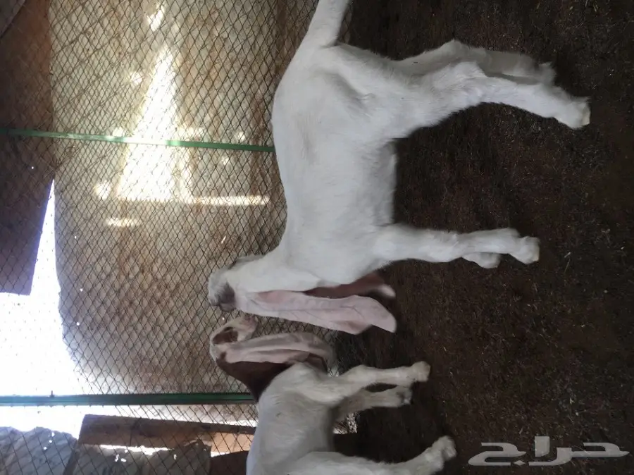 للبيع تيسين هولنديه دواغير 