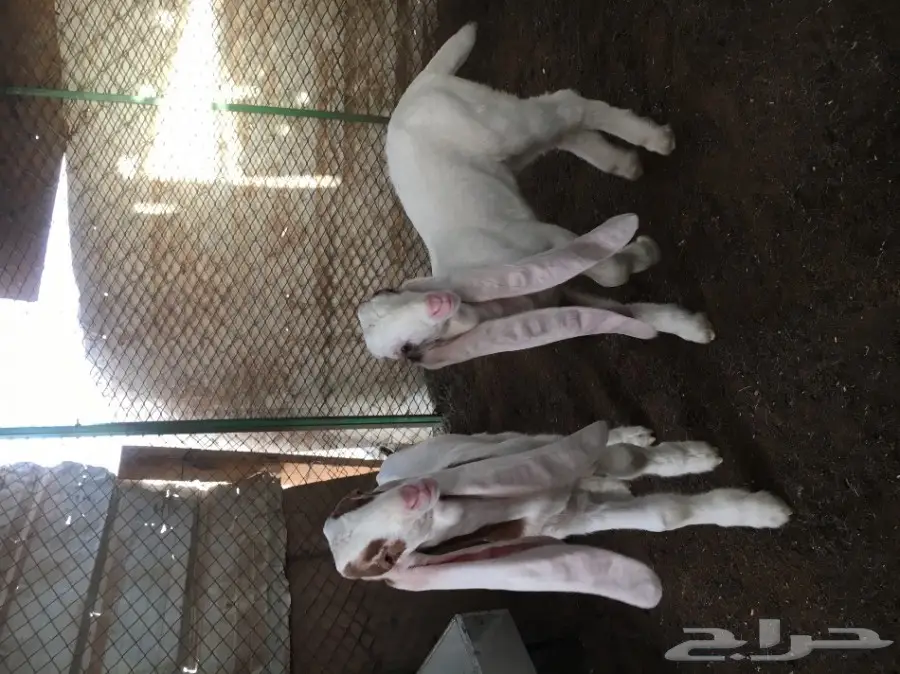 للبيع تيسين هولنديه دواغير  (image 2)