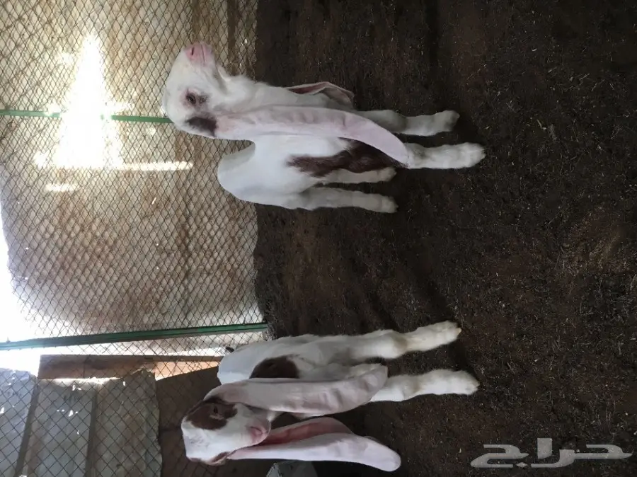 للبيع تيسين هولنديه دواغير  (image 3)