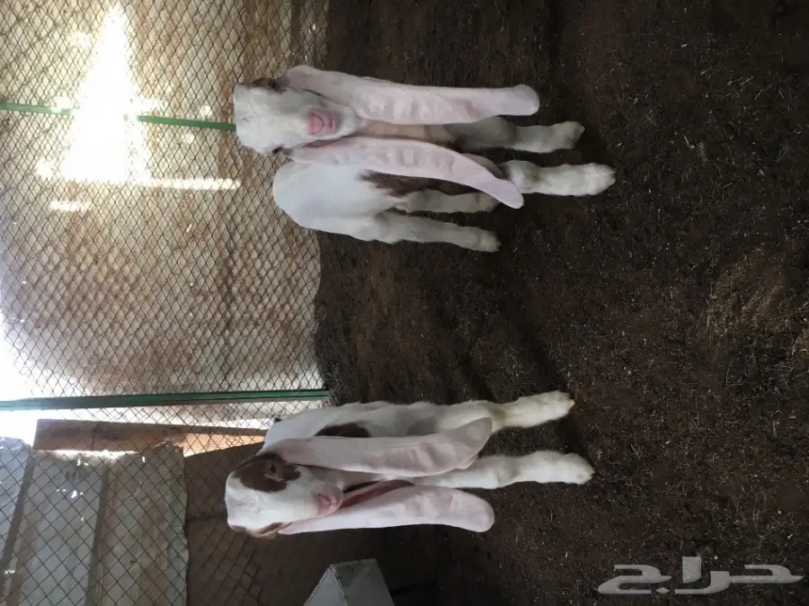 للبيع تيسين هولنديه دواغير  (image 4)