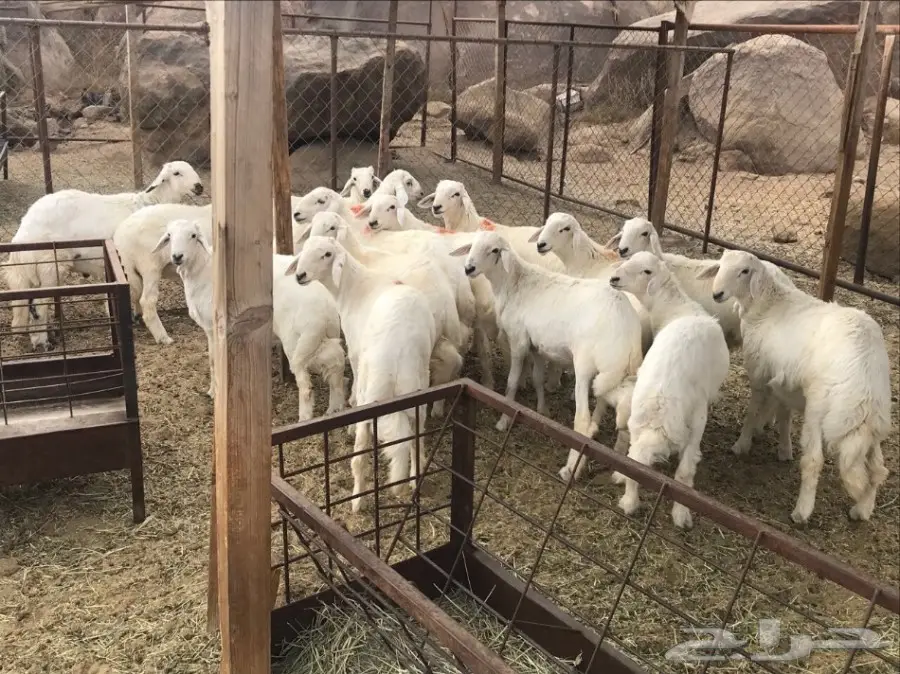 خرفان للبيع (image 3)