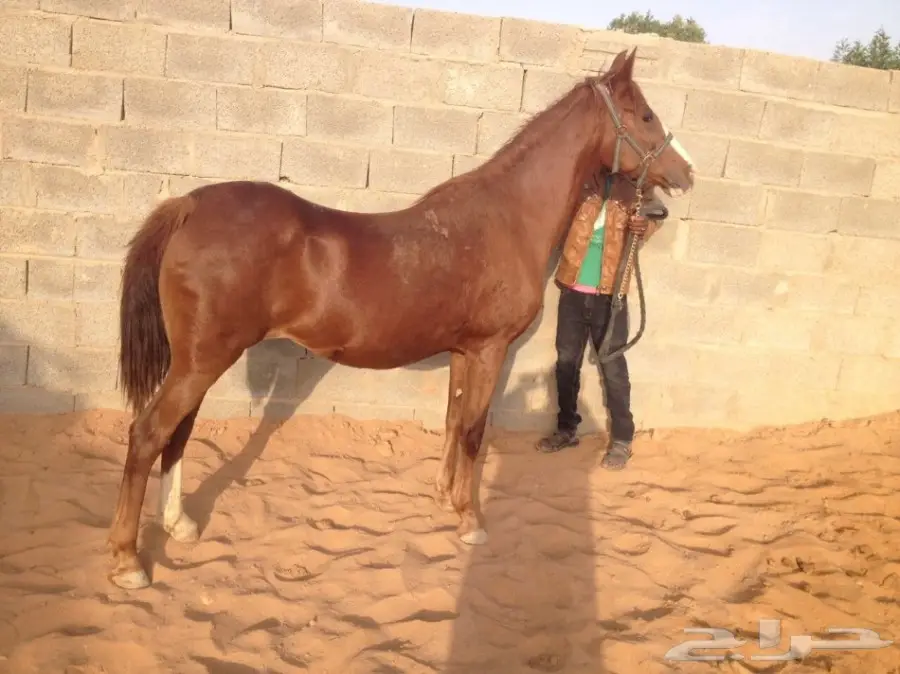 فرس عربية شعبية لاقح