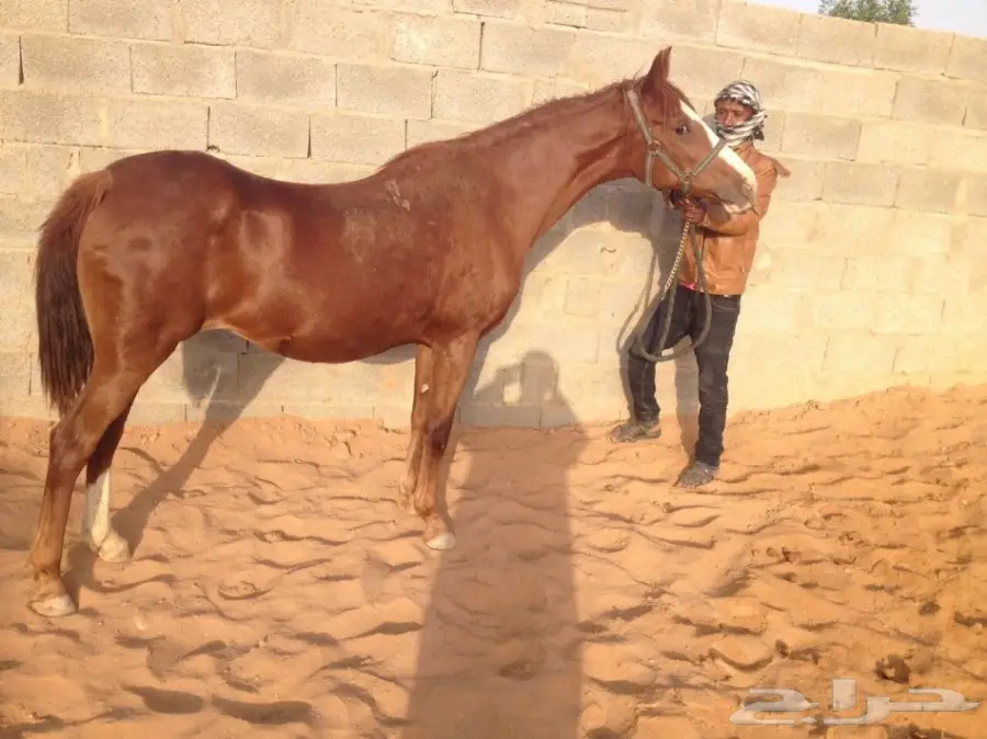 فرس عربية شعبية لاقح (image 1)
