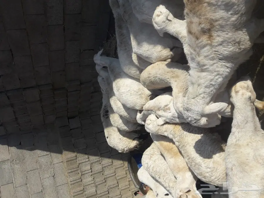 ضان للبيع (image 2)