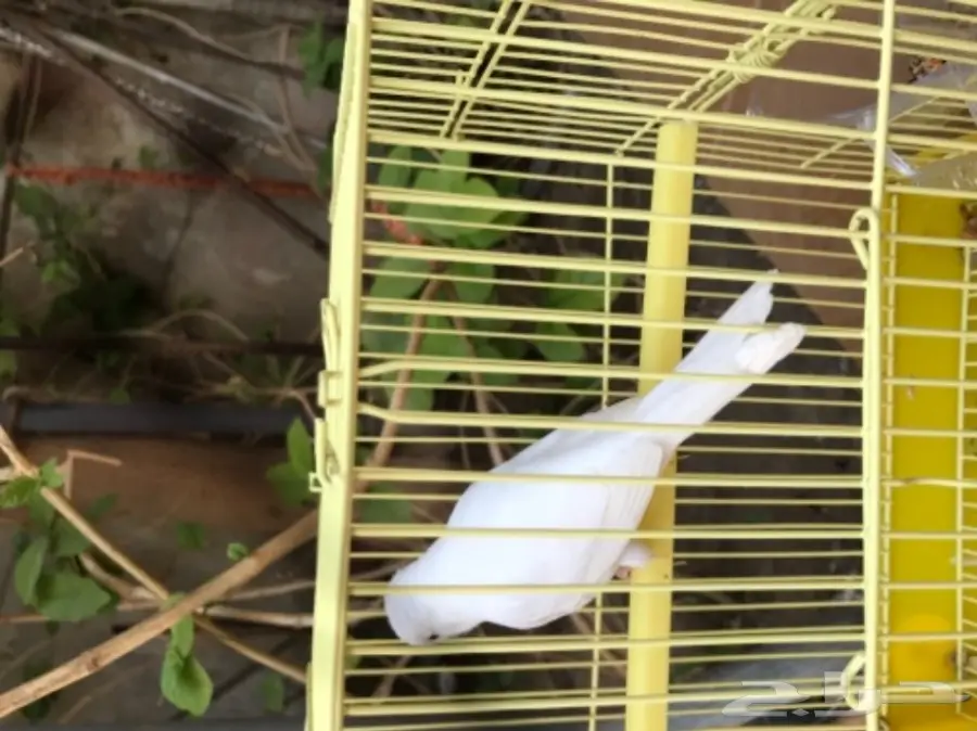 انثى كناري للبيع او للبدل 