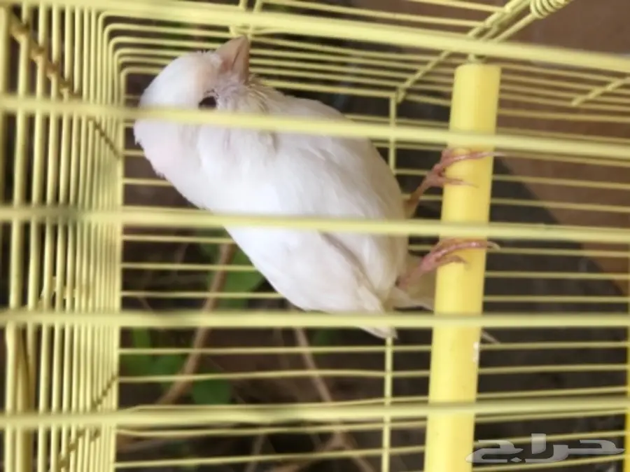 انثى كناري للبيع او للبدل  (image 2)