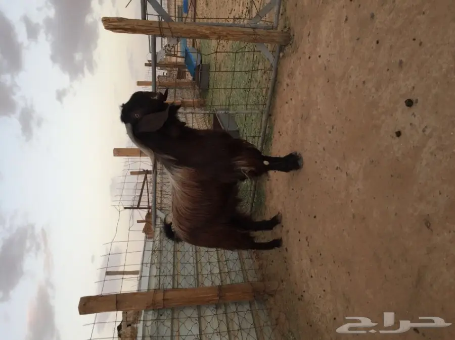 تيس مصري فحل شرط (image 1)