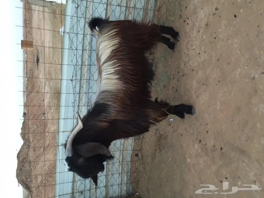 تيس مصري فحل شرط (image 3)