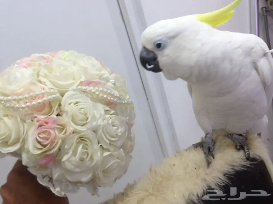 بغبغاء كاكاتو سيلفر فريد للبيع - أبها (image 5)