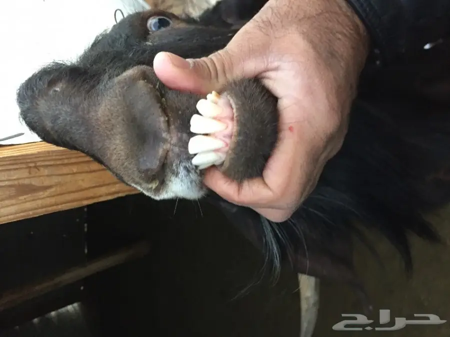 تيس مصري فحل شرط (image 4)