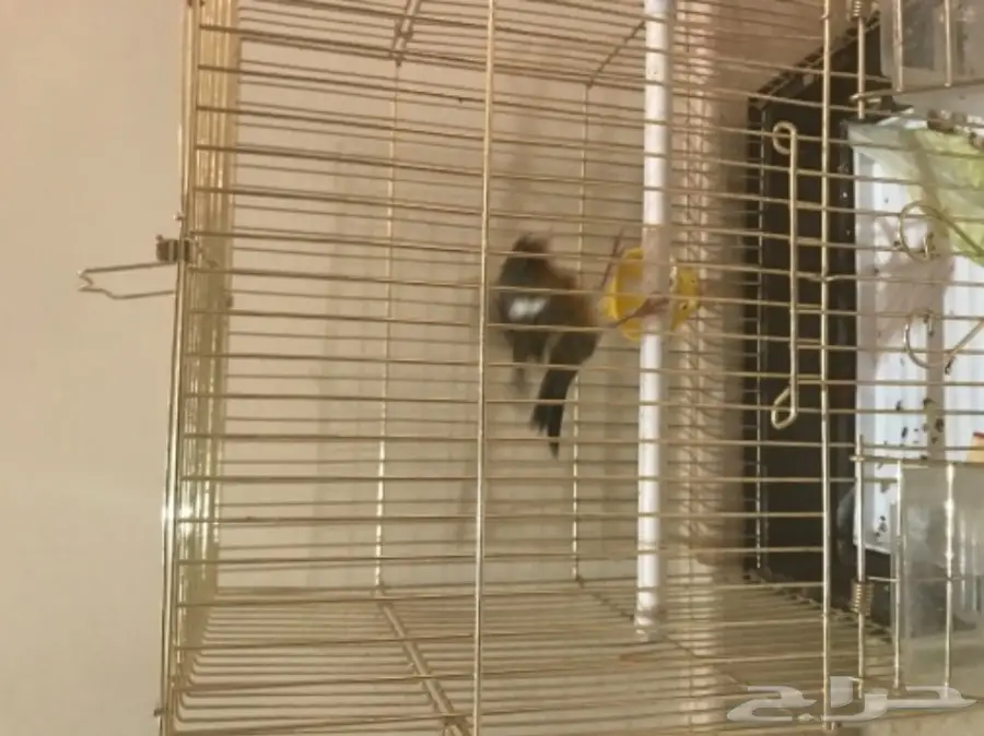 حسون أو بندوق 