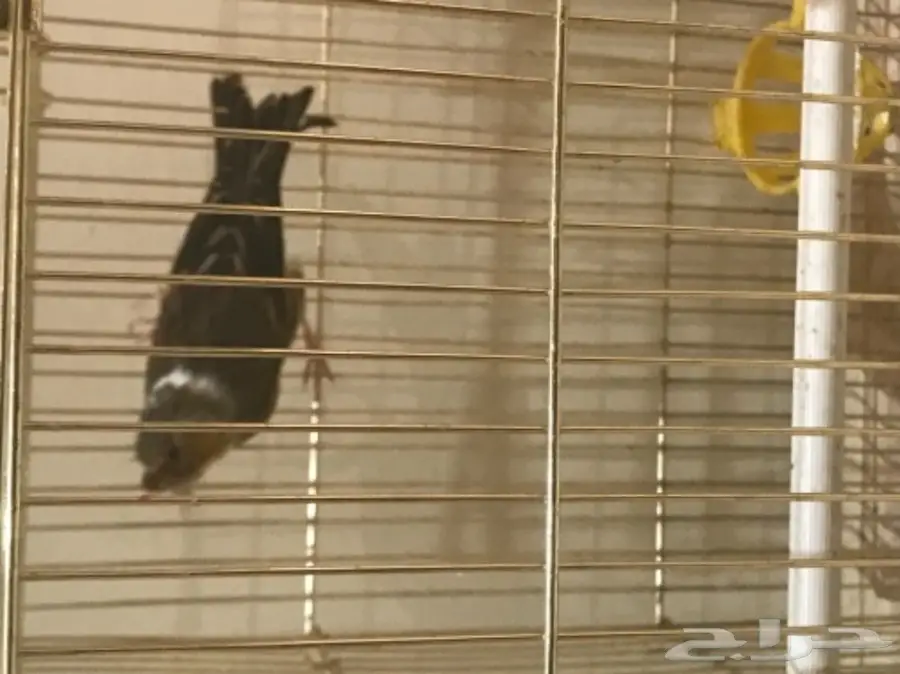 حسون أو بندوق  (image 1)