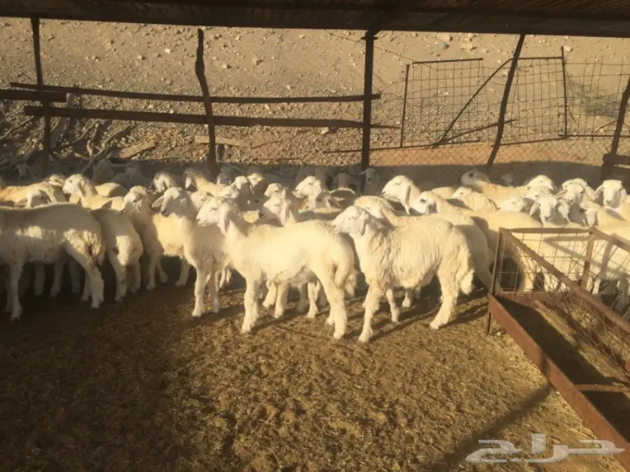 طليان ورخال 90راس العمر 4-5 شهور