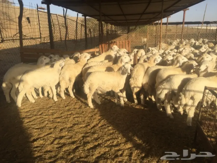 طليان ورخال 90راس العمر 4-5 شهور (image 1)