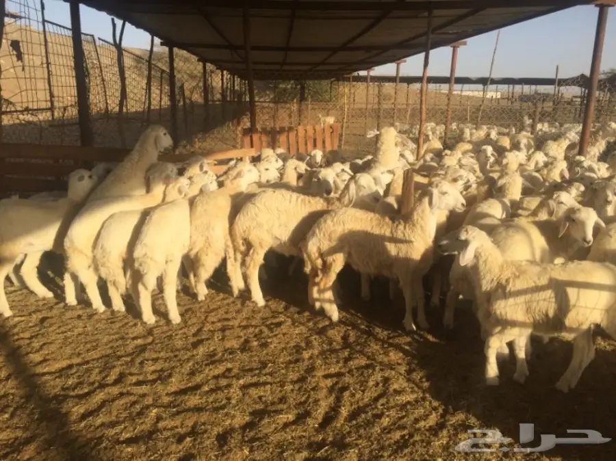 طليان ورخال 90راس العمر 4-5 شهور (image 2)