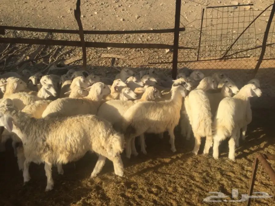 طليان ورخال 90راس العمر 4-5 شهور (image 3)