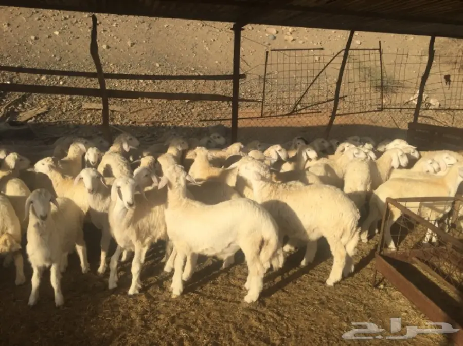 طليان ورخال 90راس العمر 4-5 شهور (image 4)