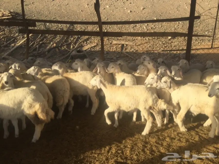 طليان ورخال 90راس العمر 4-5 شهور (image 5)