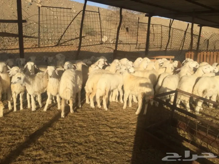 طليان ورخال 90راس العمر 4-5 شهور (image 6)