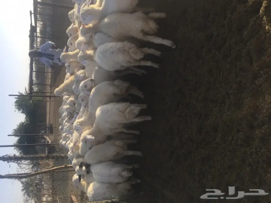 طليان ورخال 90راس العمر 4-5 شهور (image 7)