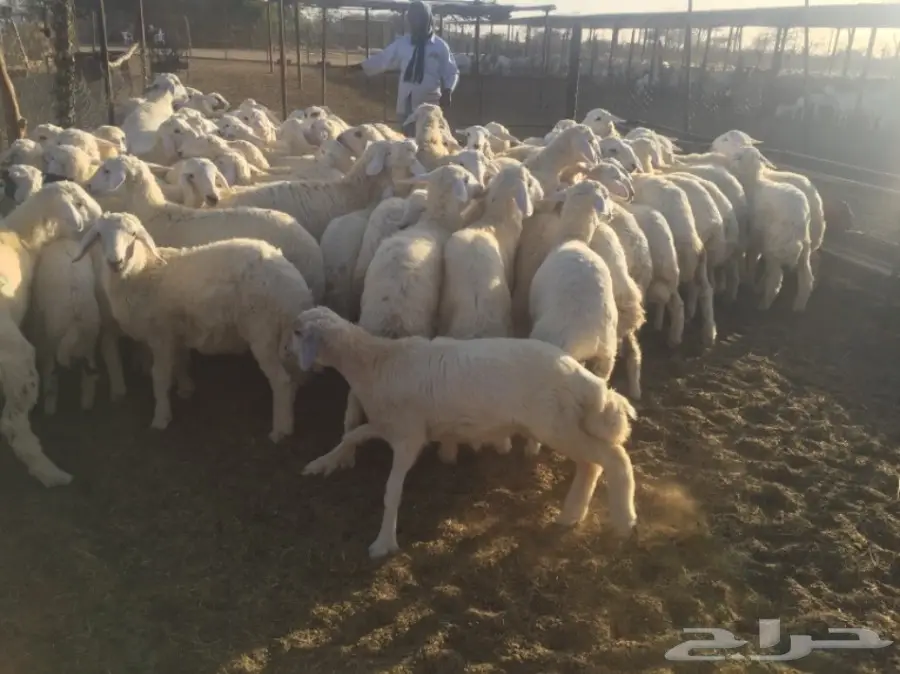 طليان ورخال 90راس العمر 4-5 شهور (image 8)