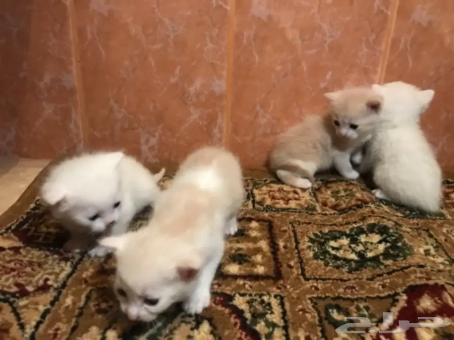 قطه امريكيه