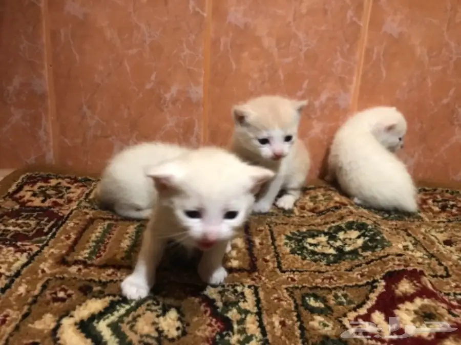 قطه امريكيه (image 1)