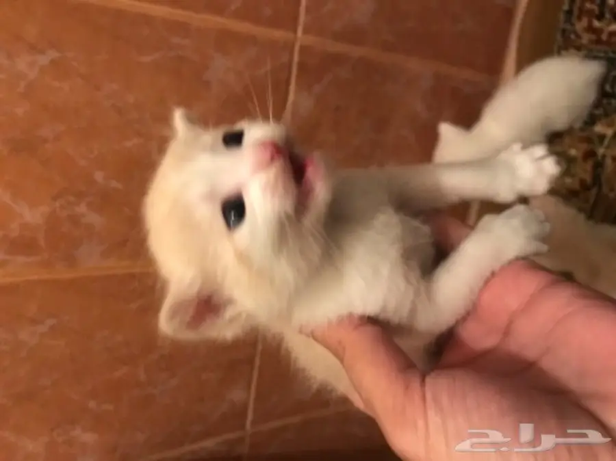 قطه امريكيه (image 2)