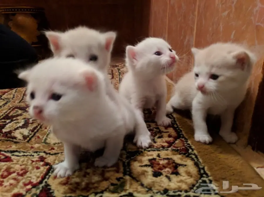 قطه امريكيه (image 5)