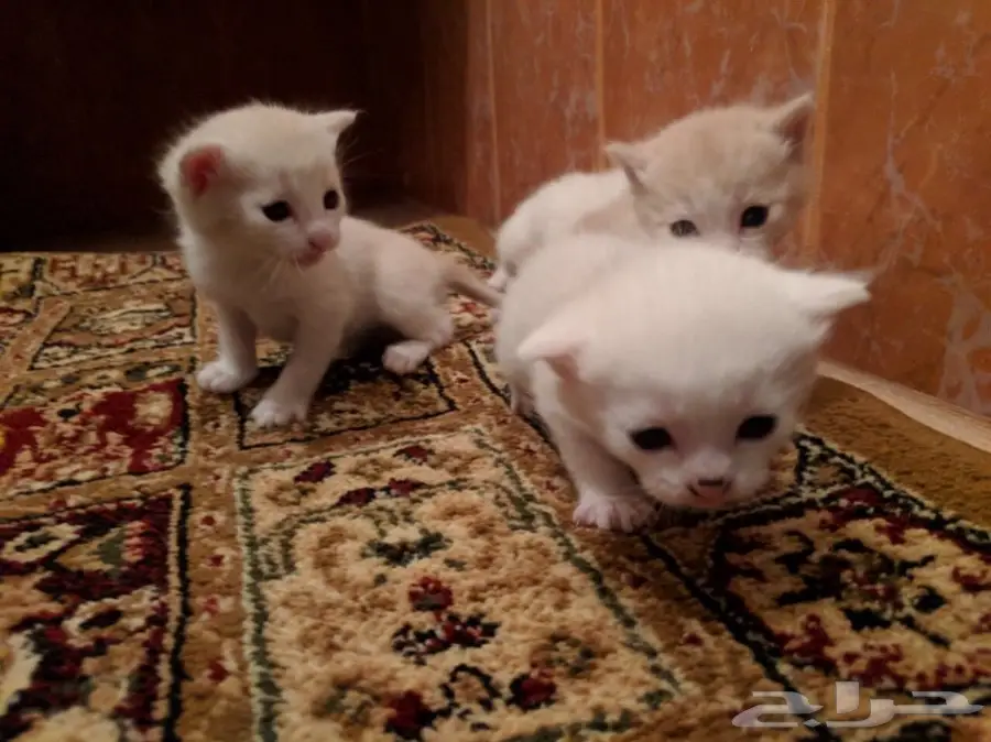 قطه امريكيه (image 6)