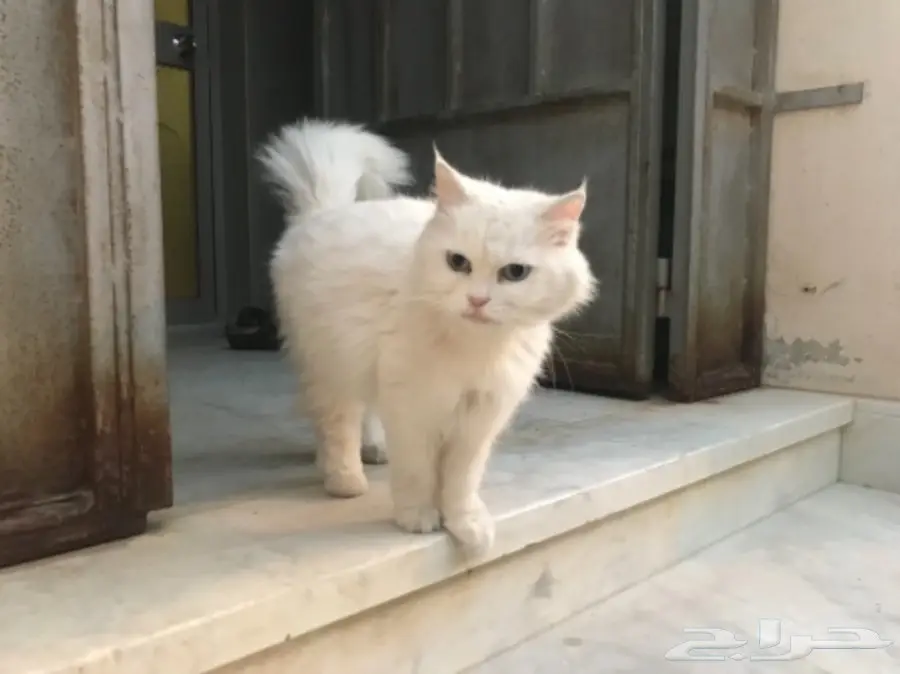 قطه امريكيه (image 8)