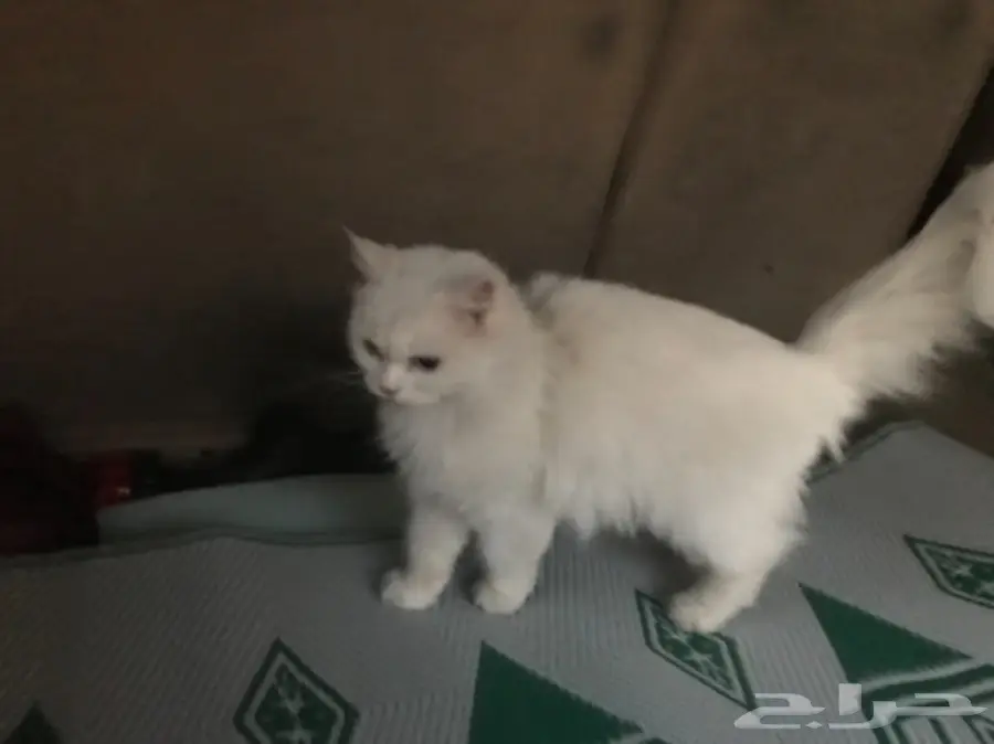 قطه امريكيه (image 9)