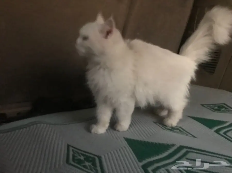 قطه امريكيه (image 10)