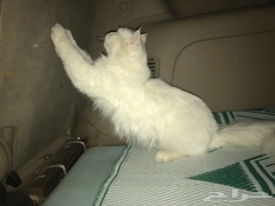 قطه امريكيه (image 11)