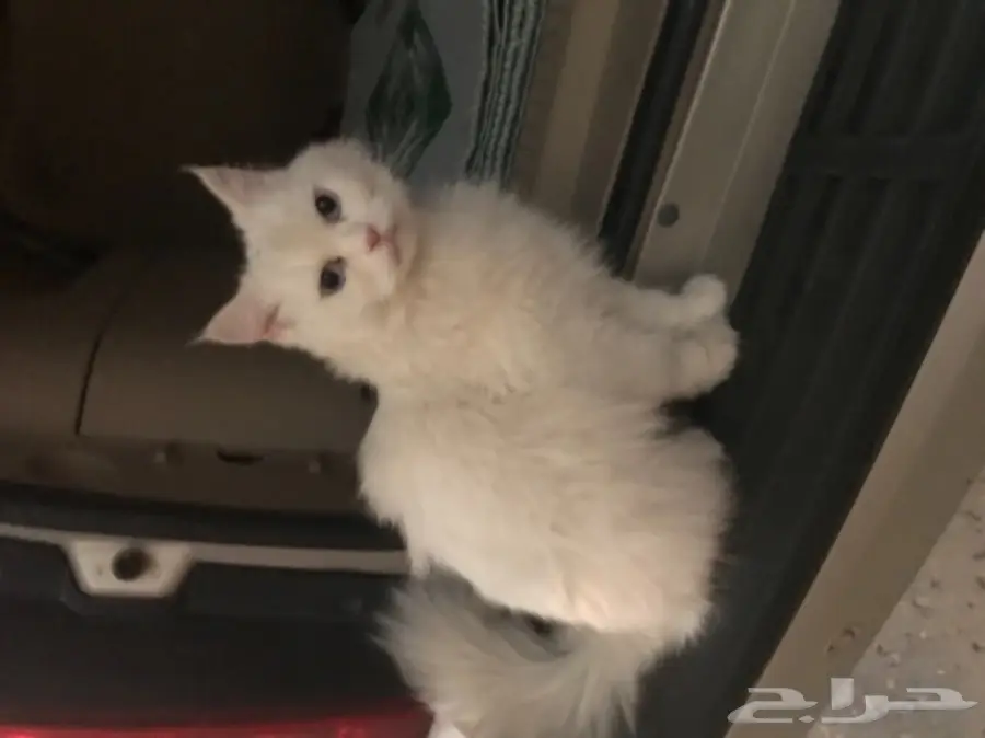 قطه امريكيه (image 12)