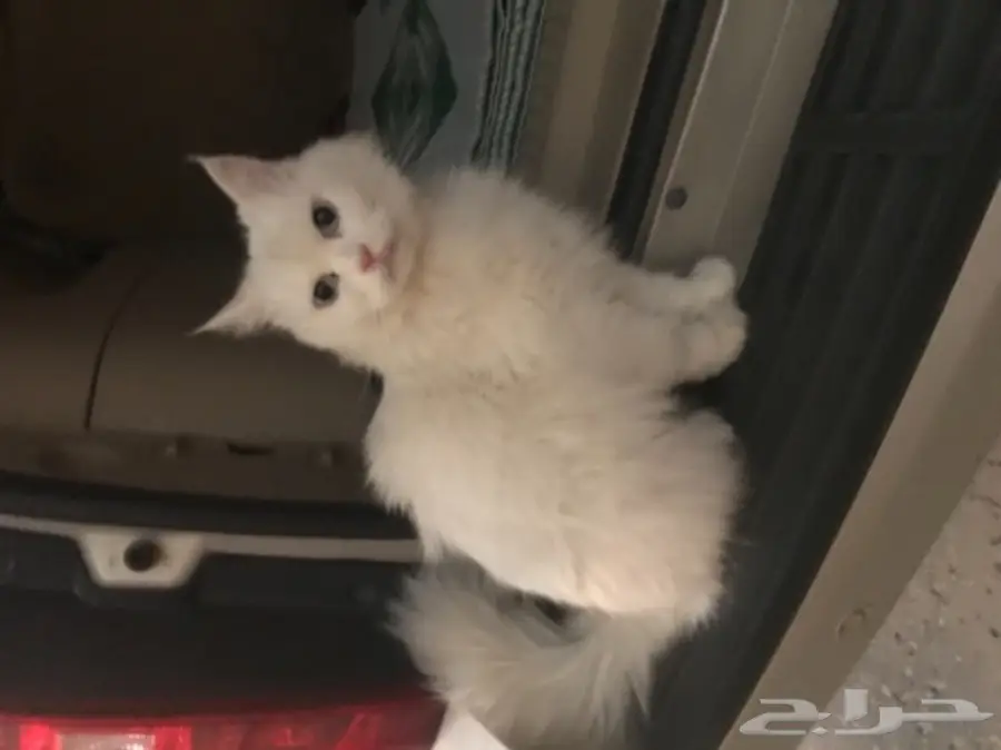 قطه امريكيه (image 13)