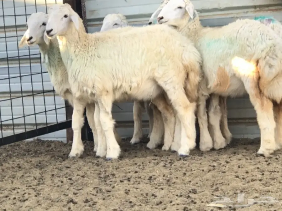 رخال حريه شحم ولحم  (image 3)