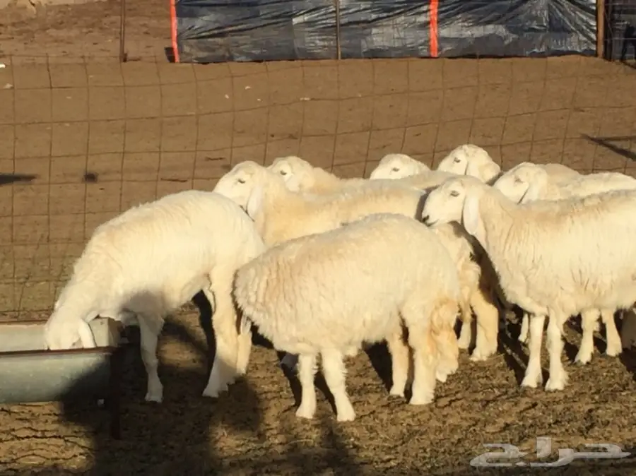 رخال العدد 14 مقنى وذبح