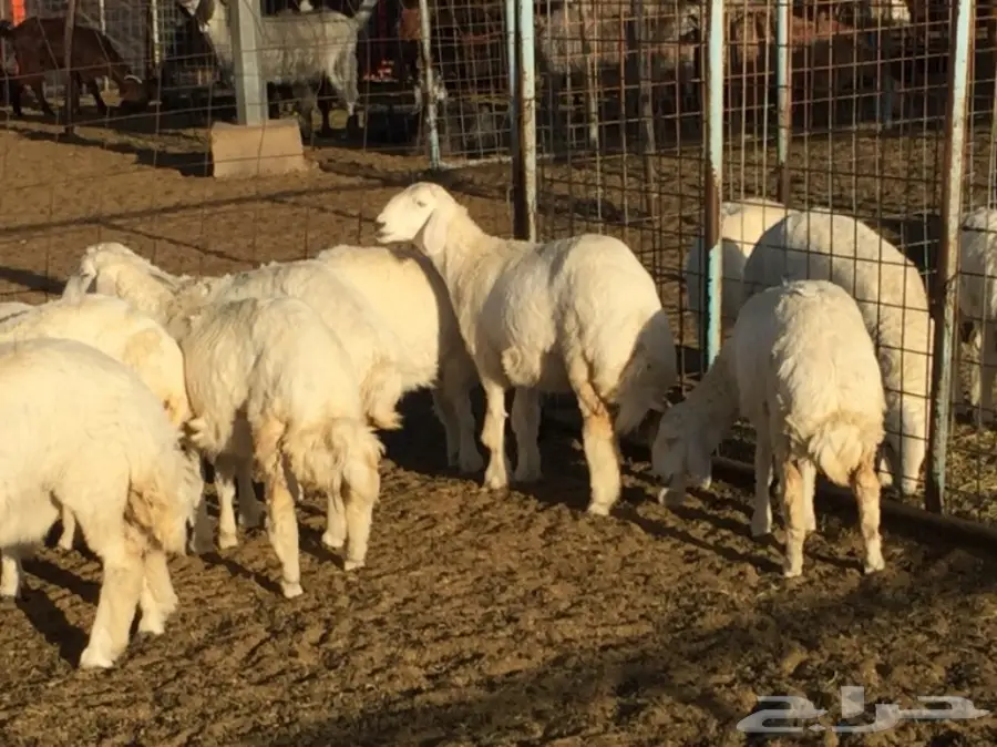 رخال العدد 14 مقنى وذبح (image 2)