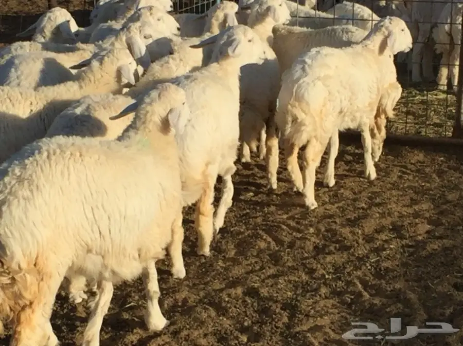 رخال العدد 14 مقنى وذبح (image 4)