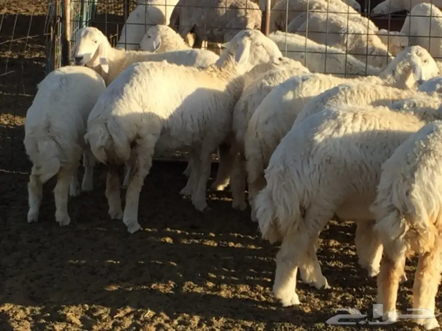 رخال العدد 14 مقنى وذبح (image 6)