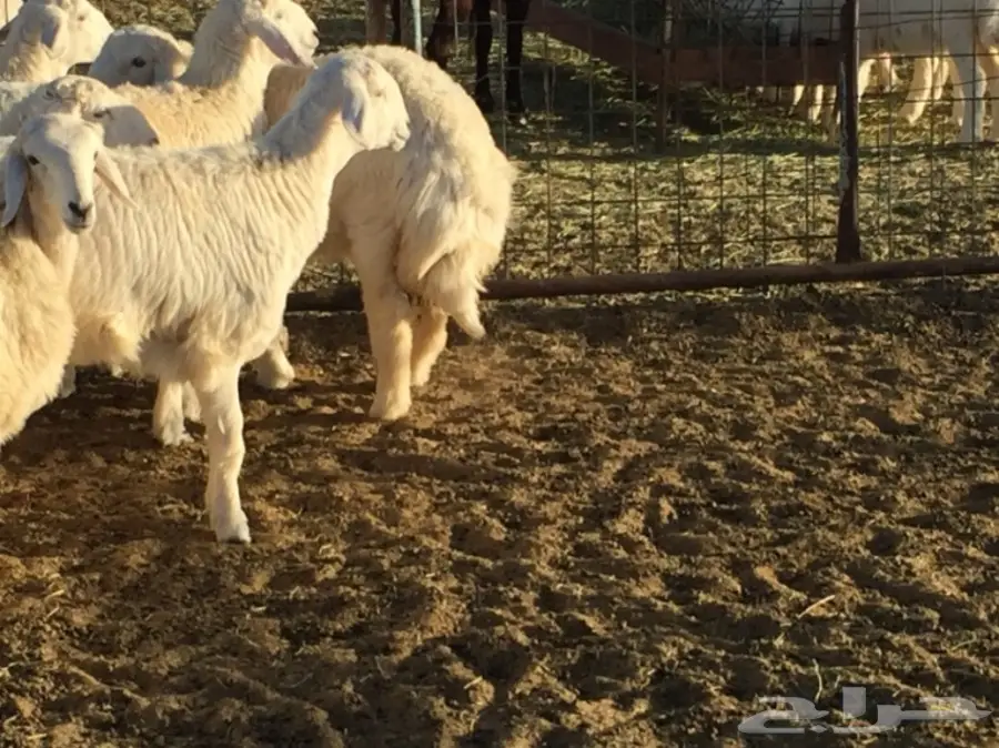 رخال العدد 14 مقنى وذبح (image 7)