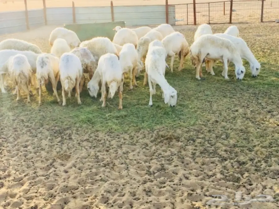 مراح معزا و ضأن منوة ومؤسس تأسيس قوي