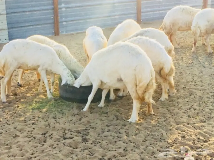 مراح معزا و ضأن منوة ومؤسس تأسيس قوي (image 1)