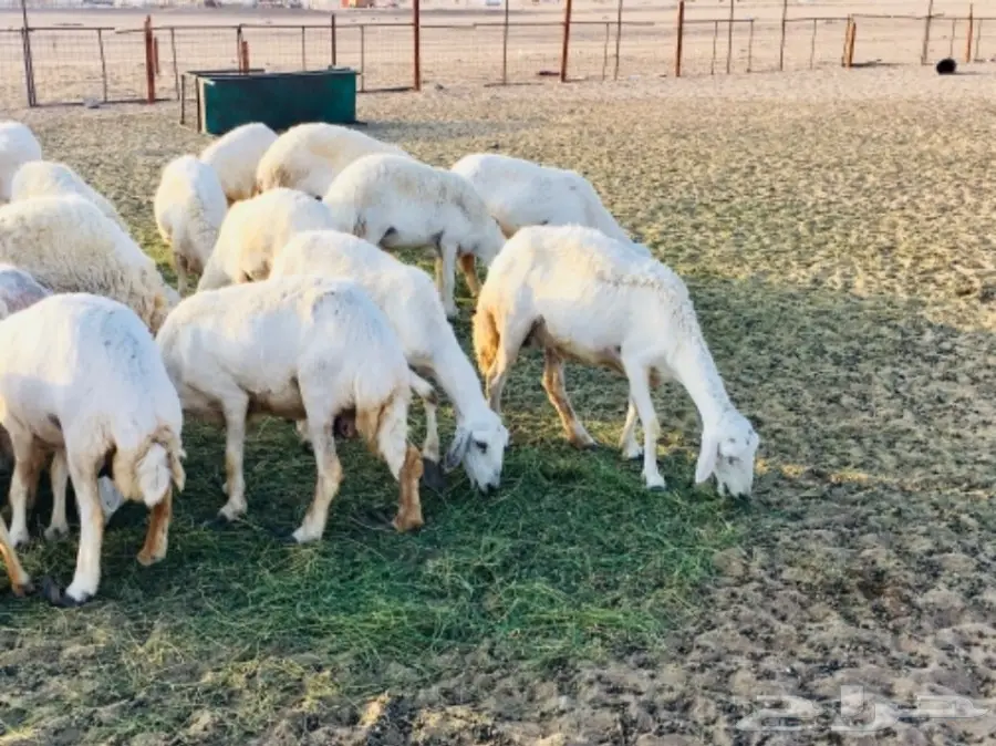 مراح معزا و ضأن منوة ومؤسس تأسيس قوي (image 2)