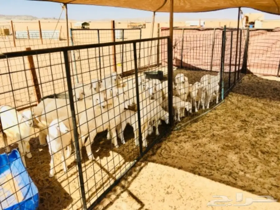 مراح معزا و ضأن منوة ومؤسس تأسيس قوي (image 4)