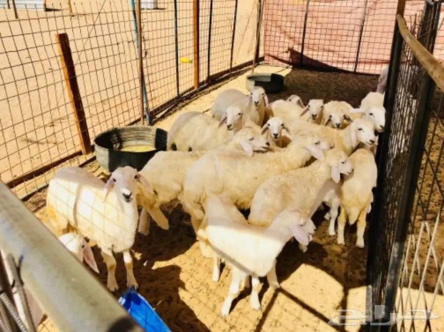 مراح معزا و ضأن منوة ومؤسس تأسيس قوي (image 5)